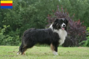 Read more about the article Australian Shepherd breeders and puppies in North Holland