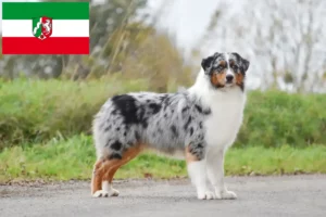 Read more about the article Australian Shepherd breeders and puppies in North Rhine-Westphalia