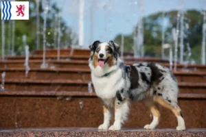Read more about the article Australian Shepherd breeders and puppies in Nouvelle-Aquitaine