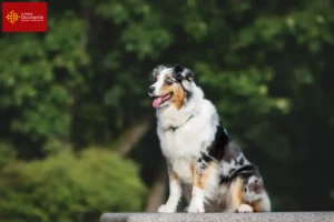 Read more about the article Australian Shepherd breeders and puppies in Occitania