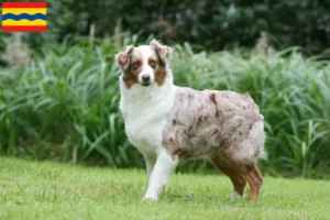Read more about the article Australian Shepherd breeders and puppies in Overijssel
