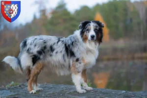 Read more about the article Australian Shepherd breeders and puppies in Pays de la Loire
