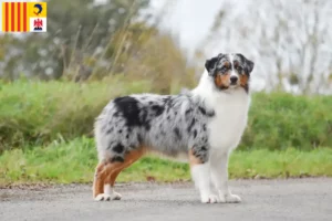 Read more about the article Australian Shepherd breeders and puppies in Provence-Alpes-Côte d’Azur