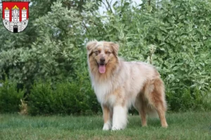 Read more about the article Australian Shepherd breeders and puppies in Salzburg