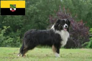 Read more about the article Australian Shepherd breeders and puppies in Saxony-Anhalt