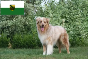 Read more about the article Australian Shepherd breeders and puppies in Saxony