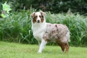 Read more about the article Australian Shepherd breeders and puppies in Sjælland