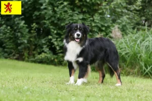 Read more about the article Australian Shepherd breeders and puppies in South Holland