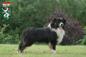 Read more about the article Australian Shepherd breeders and puppies in Styria