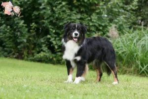 Read more about the article Australian Shepherd breeders and puppies in Syddanmark