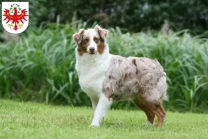Read more about the article Australian Shepherd breeders and puppies in Tirol