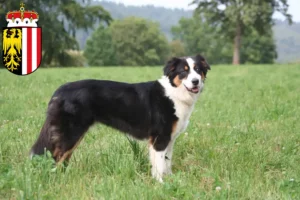 Read more about the article Australian Shepherd breeders and puppies in Upper Austria