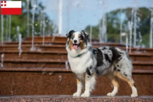 Read more about the article Australian Shepherd breeders and puppies in Utrecht