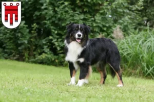 Read more about the article Australian Shepherd breeders and puppies in Vorarlberg