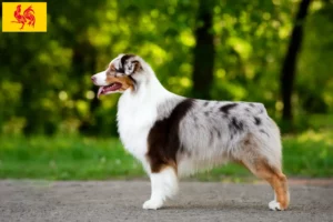 Read more about the article Australian Shepherd breeders and puppies in Walloon Region