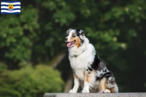 Read more about the article Australian Shepherd breeders and puppies in Zeeland