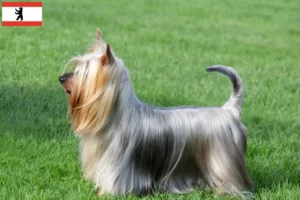 Read more about the article Australian Silky Terrier breeders and puppies in Berlin