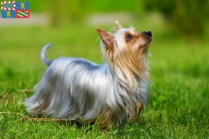 Read more about the article Australian Silky Terrier breeders and puppies in Bourgogne-Franche-Comté