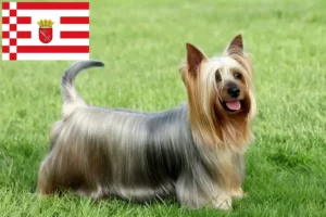 Read more about the article Australian Silky Terrier breeders and puppies in Bremen