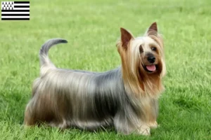 Read more about the article Australian Silky Terrier breeders and puppies in Brittany