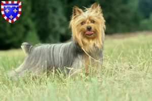 Read more about the article Australian Silky Terrier breeders and puppies in Centre-Val de Loire