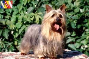 Read more about the article Australian Silky Terrier breeders and puppies in Grand Est