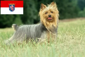 Read more about the article Australian Silky Terrier breeders and puppies in Hessen