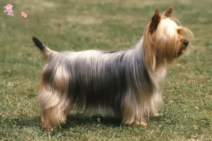 Read more about the article Australian Silky Terrier breeder and puppies in Hovedstaden
