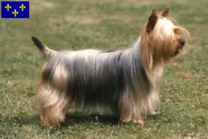 Read more about the article Australian Silky Terrier breeders and puppies in Île-de-France