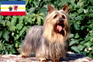 Read more about the article Australian Silky Terrier breeders and puppies in Mecklenburg-Vorpommern