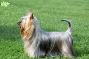 Read more about the article Australian Silky Terrier breeders and puppies in Midtjylland