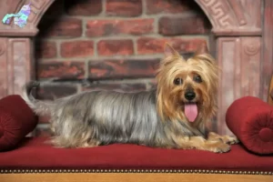 Read more about the article Australian Silky Terrier breeders and puppies in Nordjylland