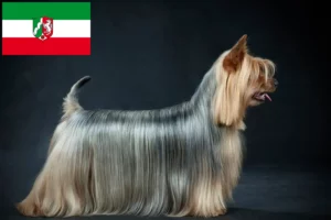Read more about the article Australian Silky Terrier breeders and puppies in North Rhine-Westphalia