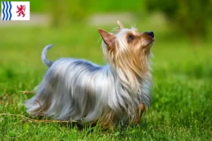 Read more about the article Australian Silky Terrier breeders and puppies in Nouvelle-Aquitaine