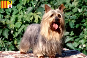 Read more about the article Australian Silky Terrier breeders and puppies in Provence-Alpes-Côte d’Azur
