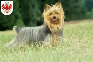 Read more about the article Australian Silky Terrier breeders and puppies in Tyrol