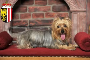 Read more about the article Australian Silky Terrier breeders and puppies in Upper Austria