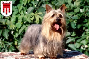 Read more about the article Australian Silky Terrier breeders and puppies in Vorarlberg