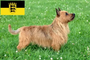Read more about the article Australian Terrier breeders and puppies in Baden-Württemberg