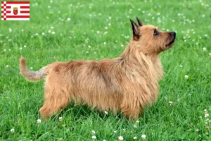 Read more about the article Australian Terrier breeders and puppies in Bremen