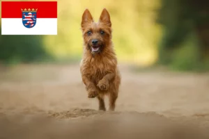 Read more about the article Australian Terrier breeders and puppies in Hessen