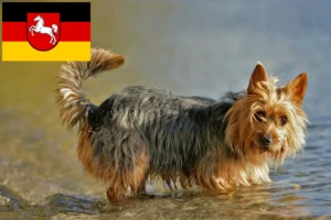 Read more about the article Australian Terrier breeders and puppies in Lower Saxony