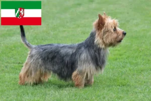 Read more about the article Australian Terrier breeders and puppies in North Rhine-Westphalia