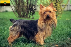 Read more about the article Australian Terrier breeders and puppies in Saxony-Anhalt