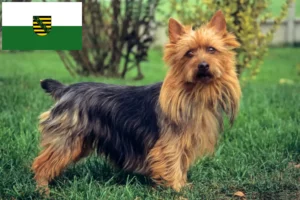 Read more about the article Australian Terrier breeders and puppies in Saxony