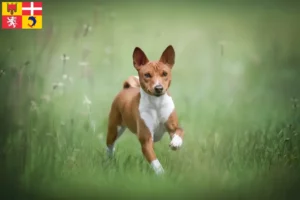 Read more about the article Basenji breeders and puppies in Auvergne-Rhône-Alpes