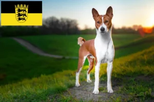 Read more about the article Basenji breeders and puppies in Baden-Württemberg