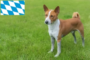 Read more about the article Basenji breeders and puppies in Bavaria