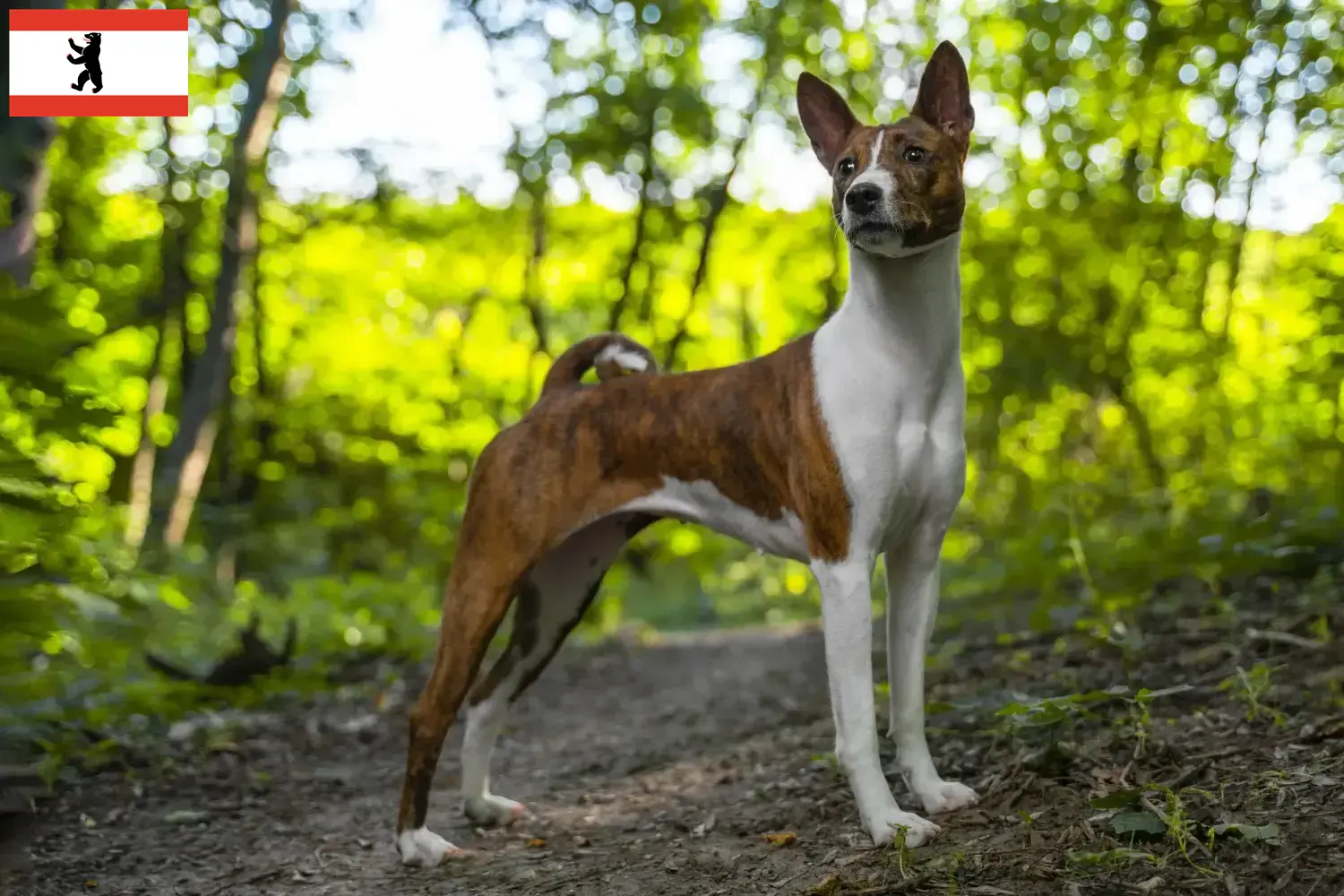 Read more about the article Basenji breeders and puppies in Berlin