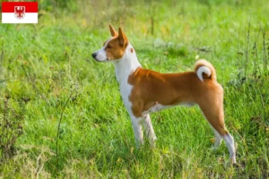 Read more about the article Basenji breeders and puppies in Brandenburg